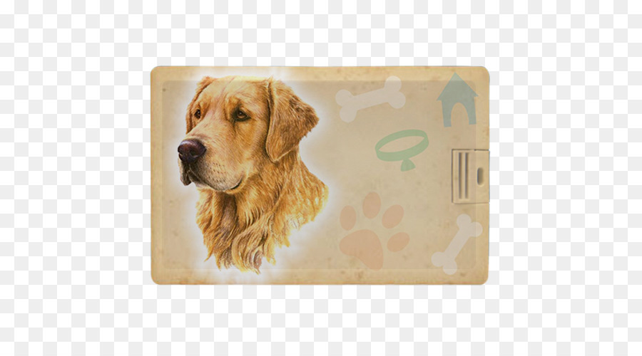 Golden Retriever，Le Nova Scotia Duck Tolling Retriever PNG