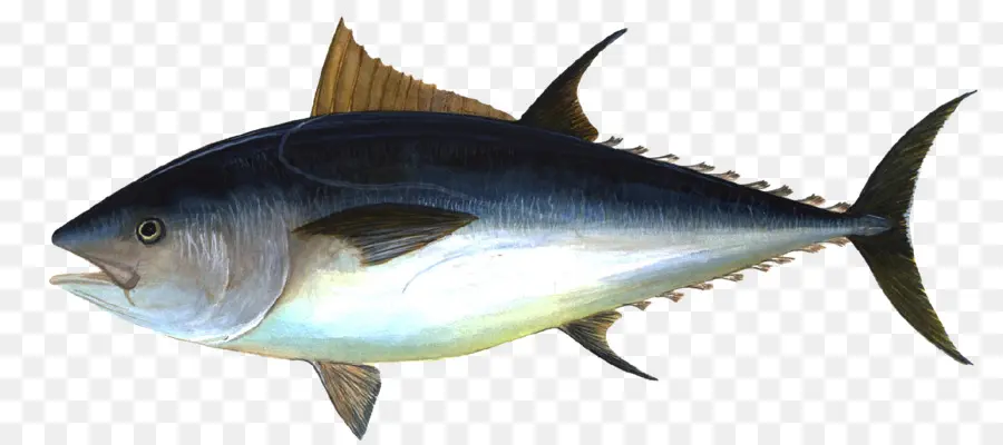 Poisson，Aquatique PNG