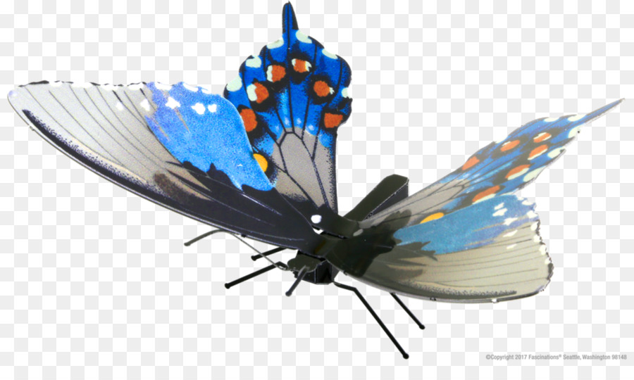 Papillon，Lycaenidae PNG