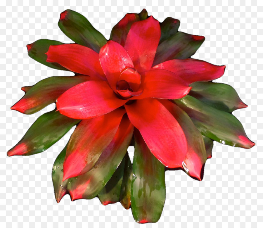 Succulent，Usine PNG