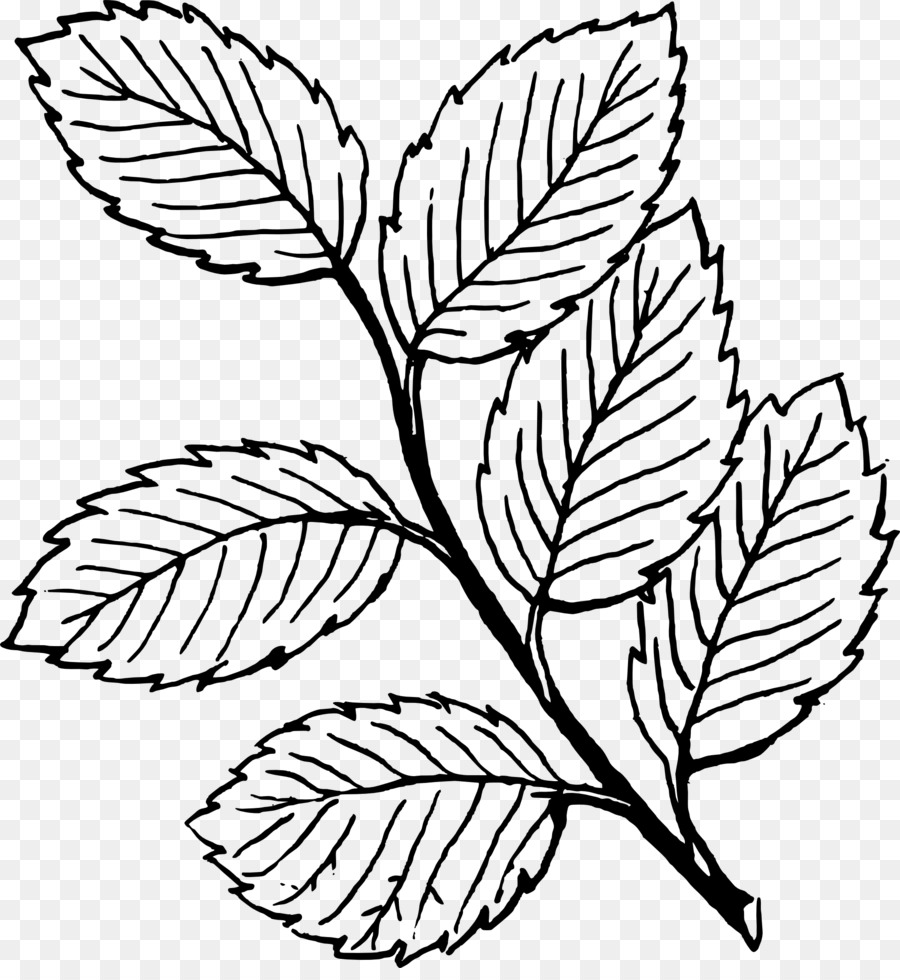 Regardez Les Feuilles，Feuille PNG