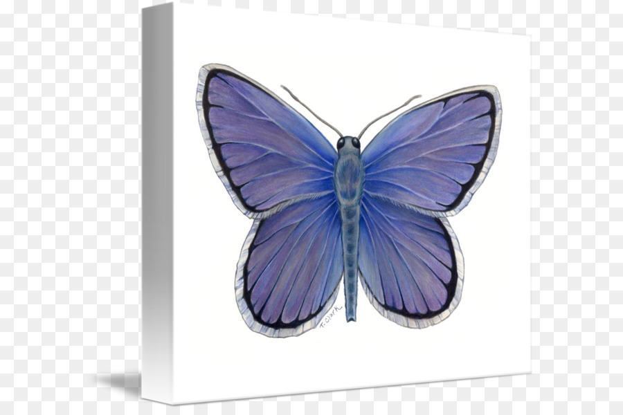 Nymphalidae，Papillon PNG