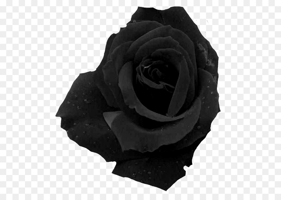 Rose Noire，Sombre PNG