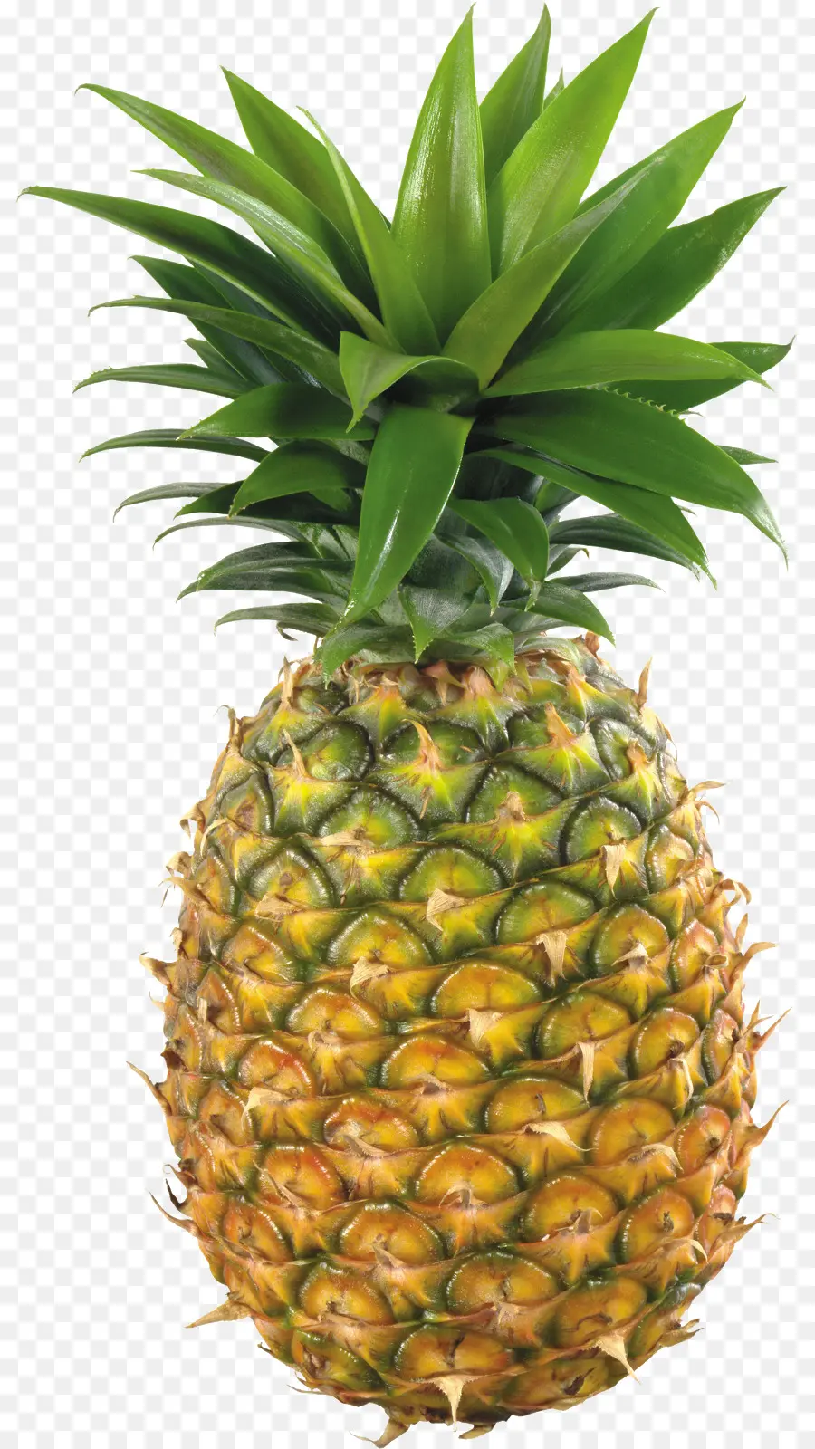 Ananas，Tropical PNG