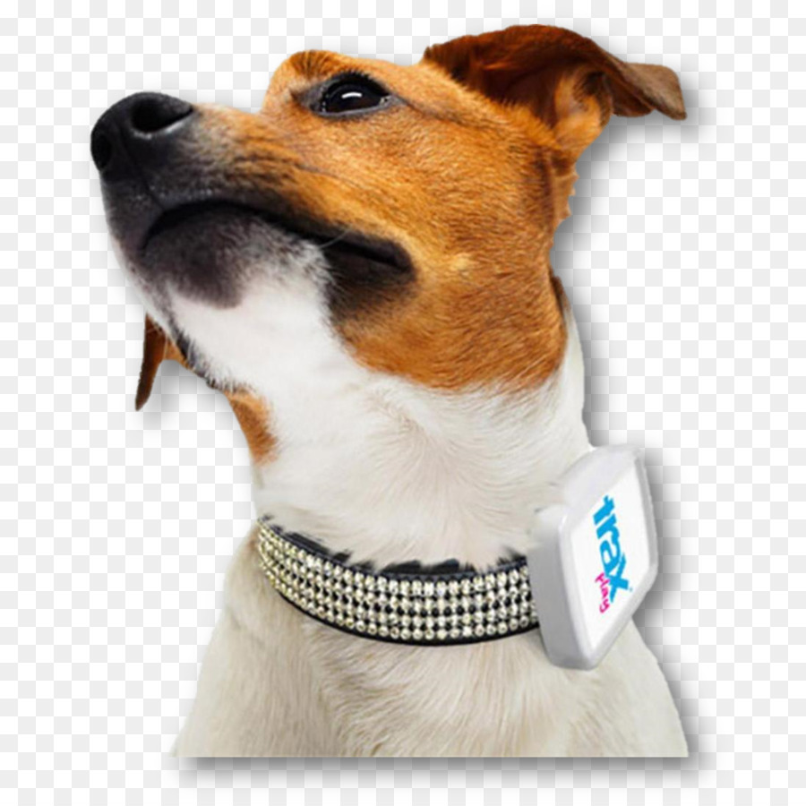 Systèmes De Navigation Gps，Chien PNG