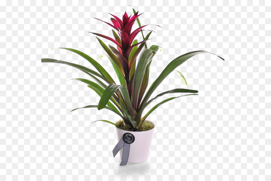 Bromelia，Plante PNG