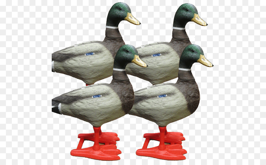 Leurres De Canard，Canard PNG