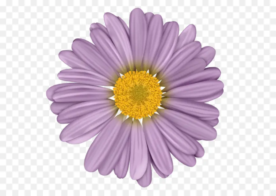 Fleur Violette，Violet PNG