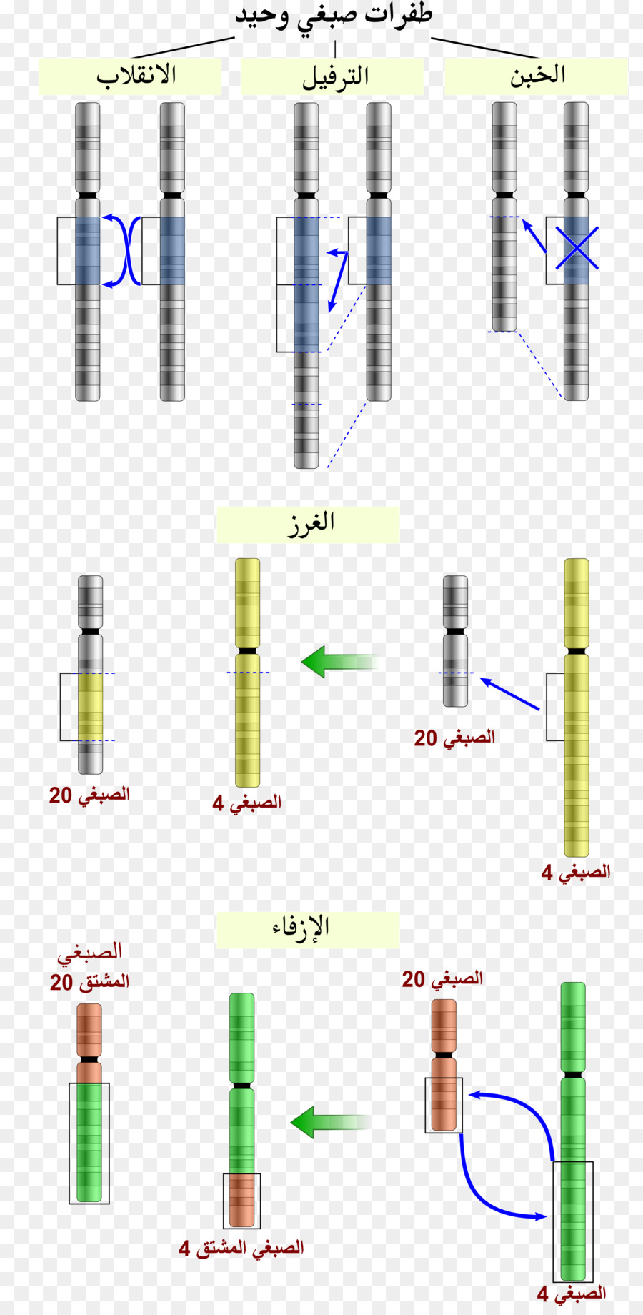 Diagramme Chromosomique，Génétique PNG