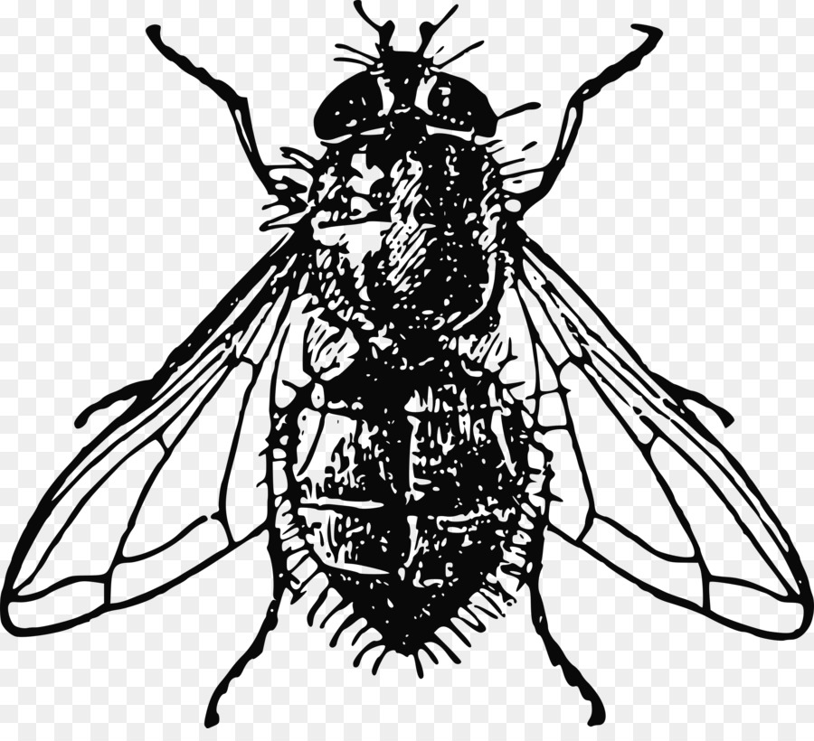 Abeille，Insecte PNG