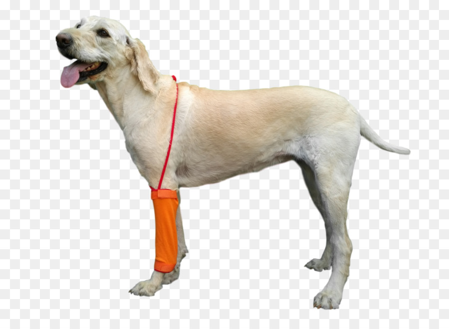 Le Labrador Retriever，Chien De Compagnie PNG