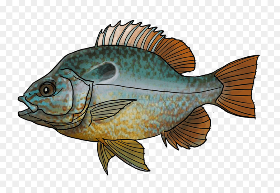 Poisson Bleu，Aquatique PNG