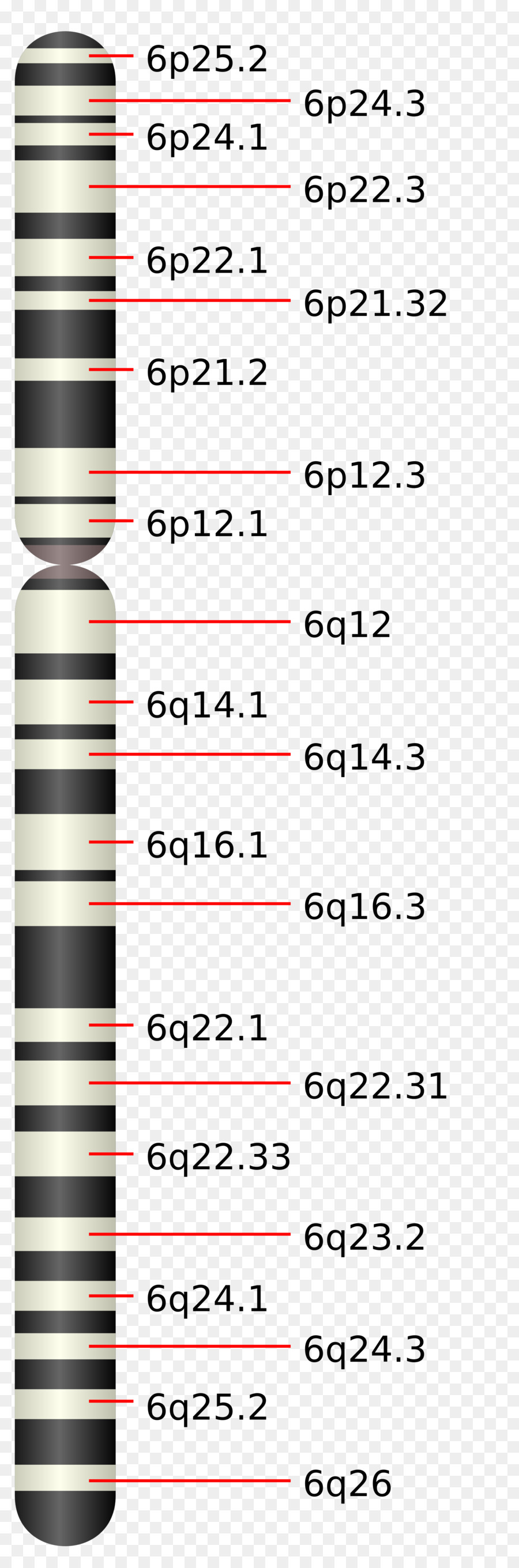 Chromosome，Le Chromosome 6 PNG