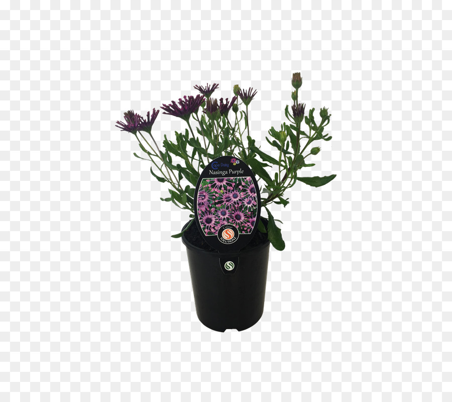 La Lavande，Flowerpot PNG