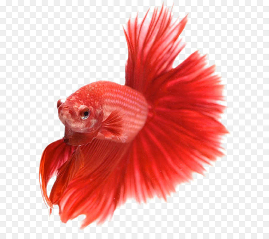 Poisson，Betta PNG