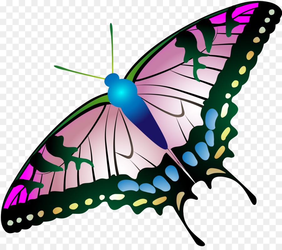 Papillon Coloré，Insecte PNG