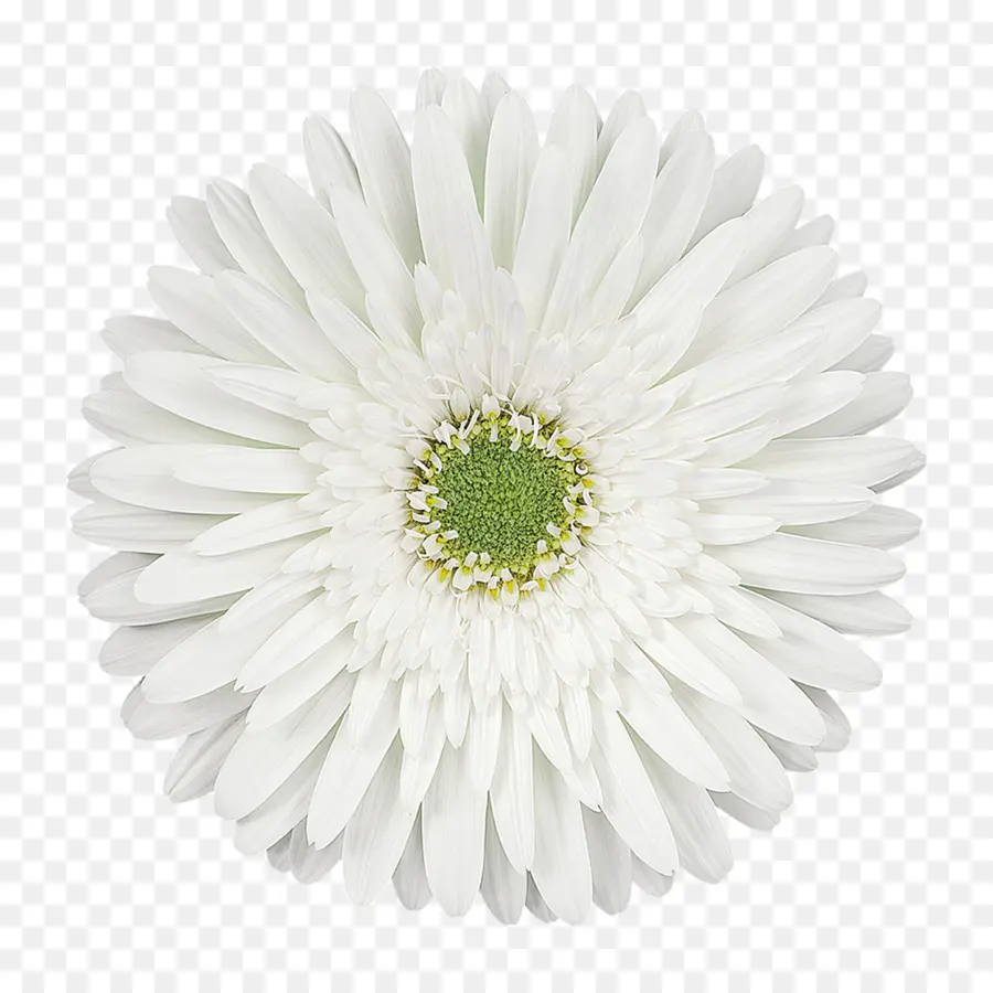 Marguerite Blanche，Blanc PNG