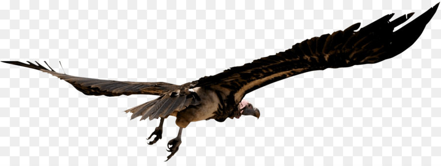 Cigogne Volante，Ailes PNG