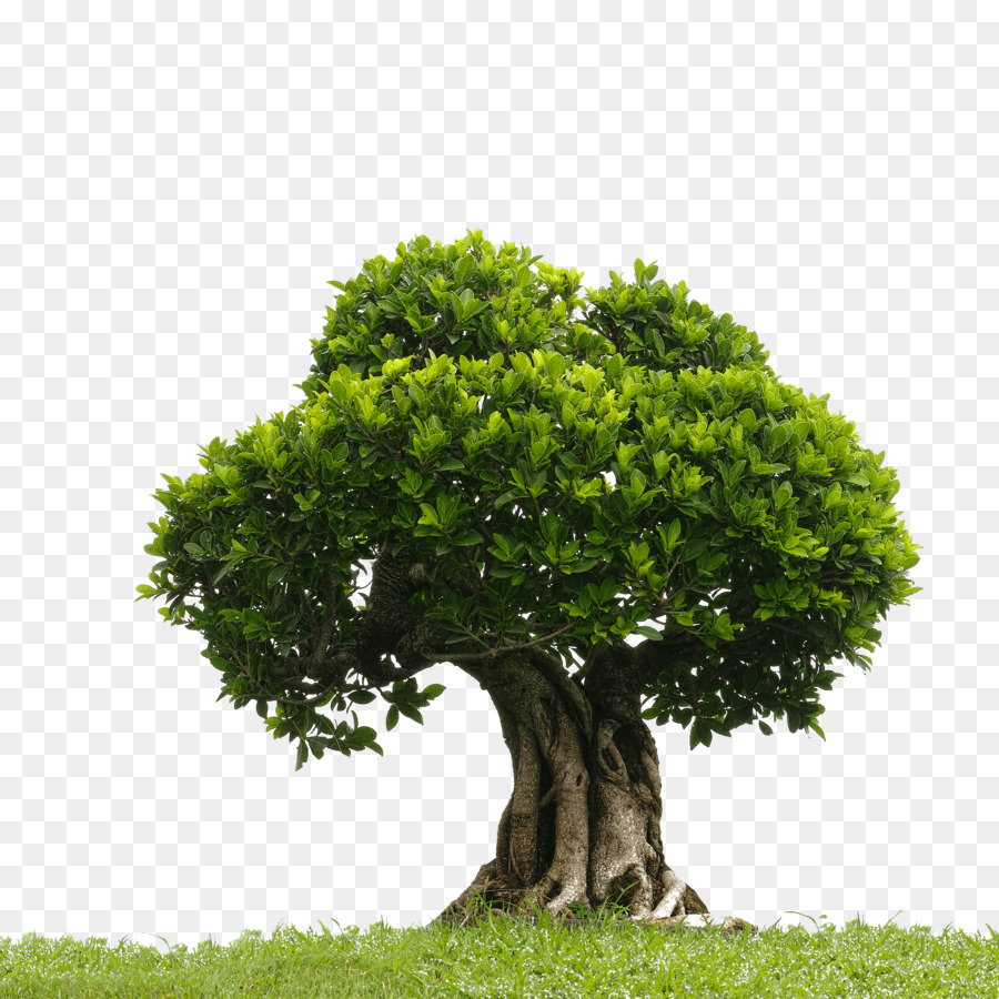 Arbre，Usine PNG