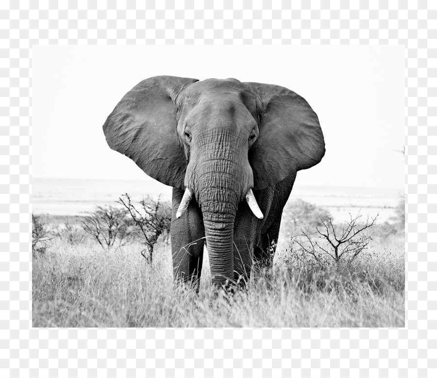 L éléphant D Afrique，Noir Et Blanc PNG