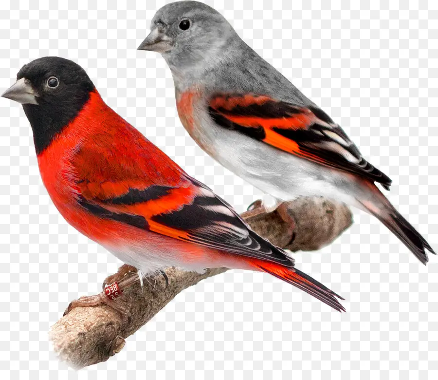 Oiseaux Colorés，Plumes PNG