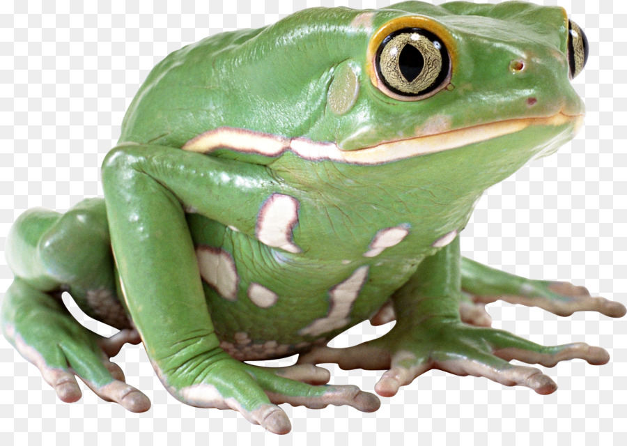 Grenouille Verte，Amphibie PNG