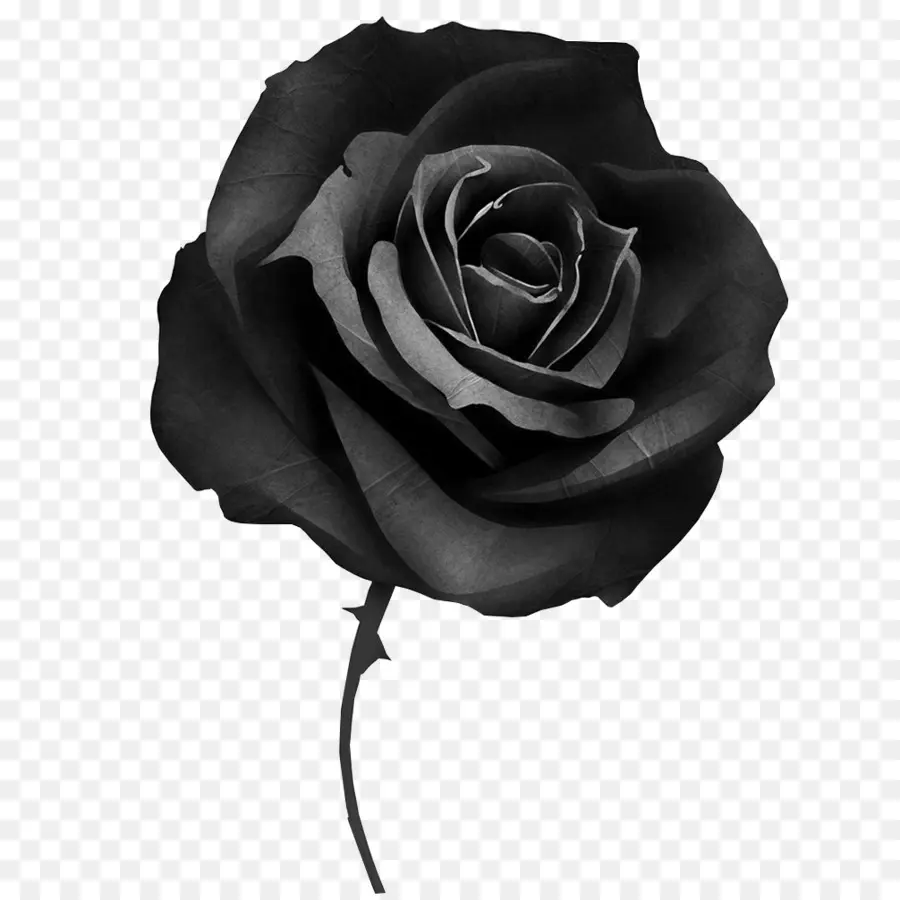 Noir Rose，Dissimulation PNG