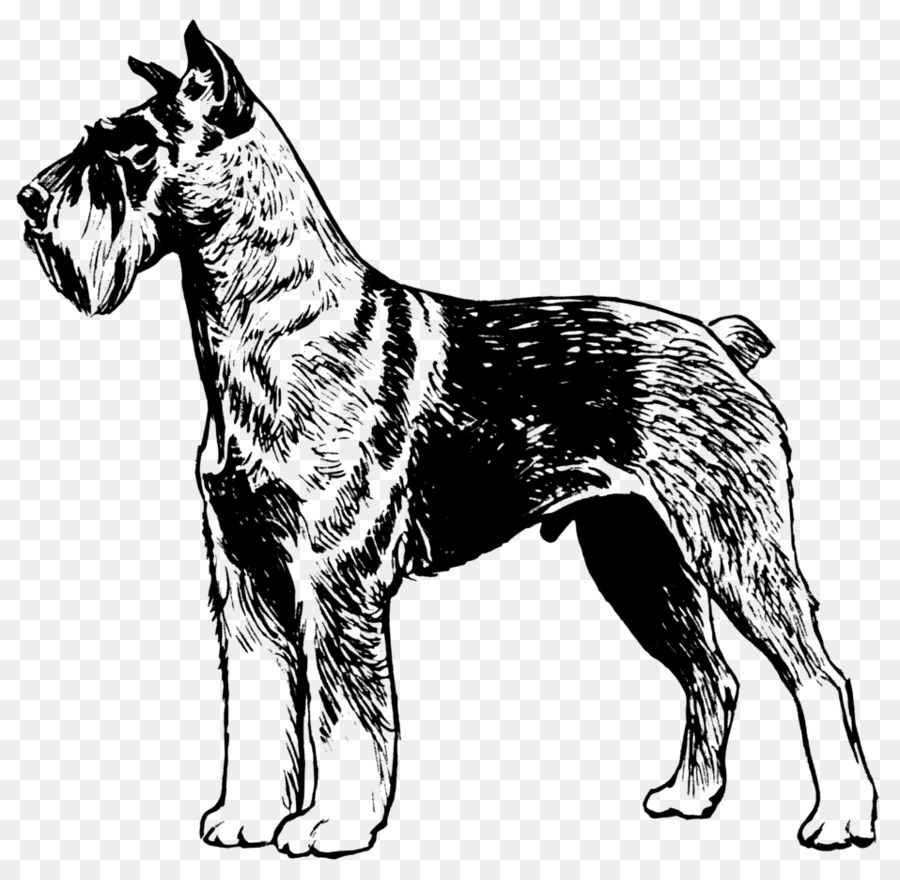 Schnauzer Nain，Schnauzer PNG