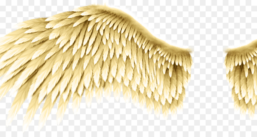 Aile Dorée，Plumes PNG