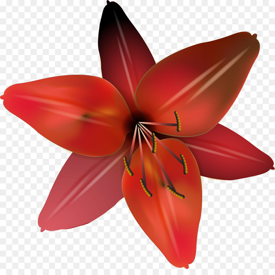 Fleur D'oranger，Fleurir PNG