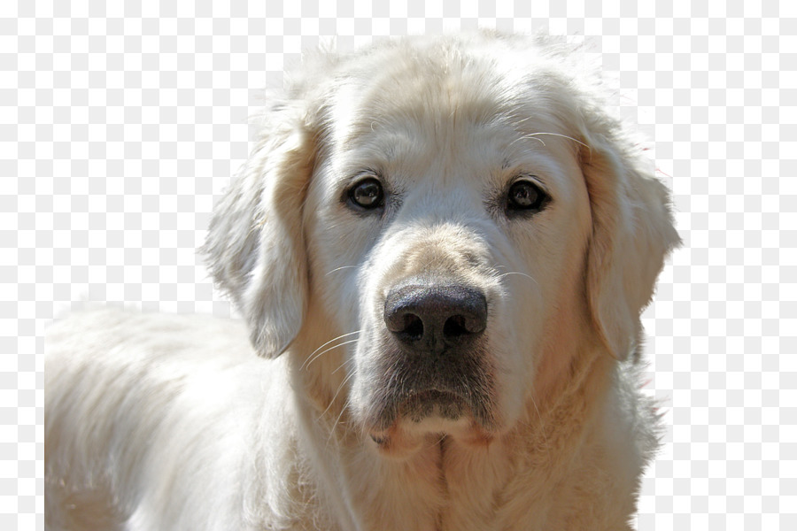 Chien，Blanc PNG