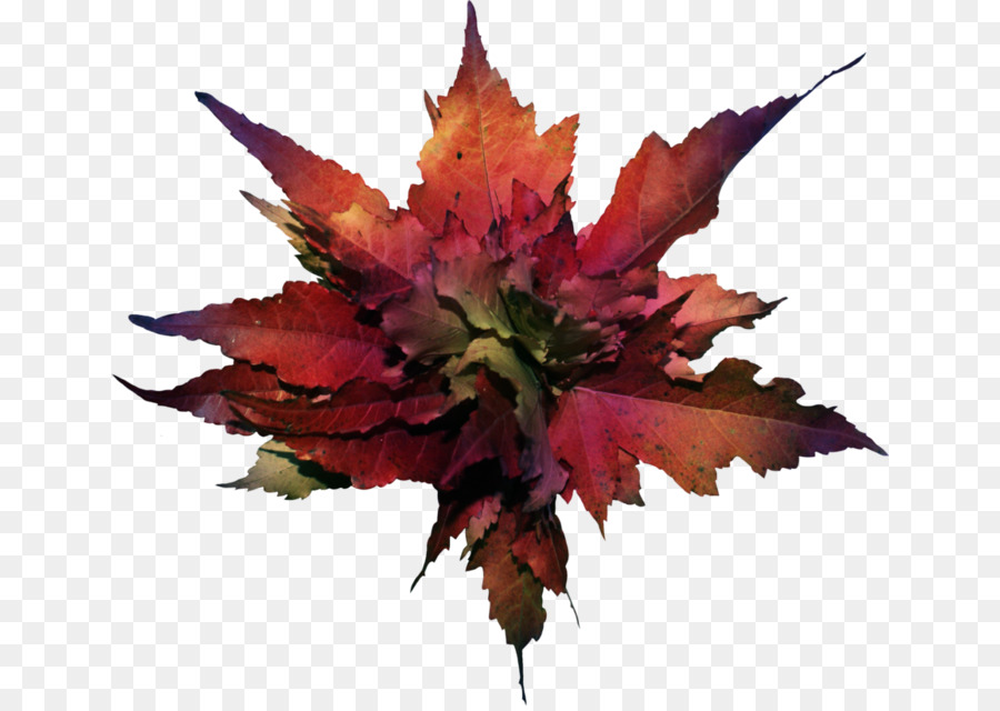 Feuille，L Automne PNG