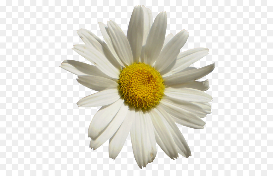 Marguerite，Blanc PNG