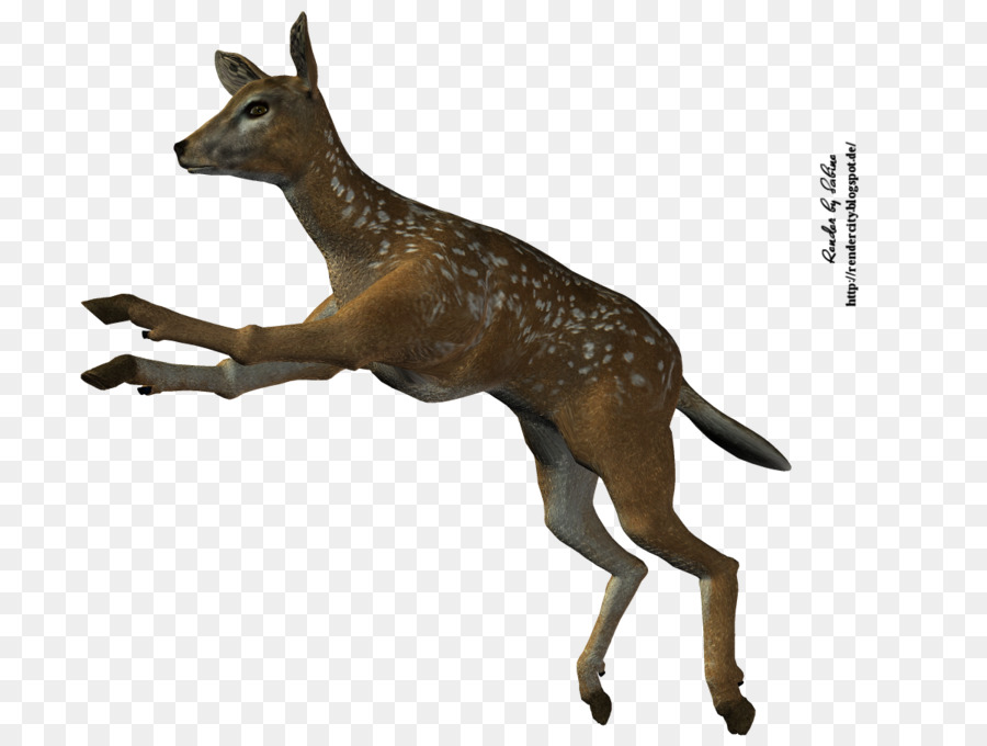 Cerf，Les Chevreuils PNG