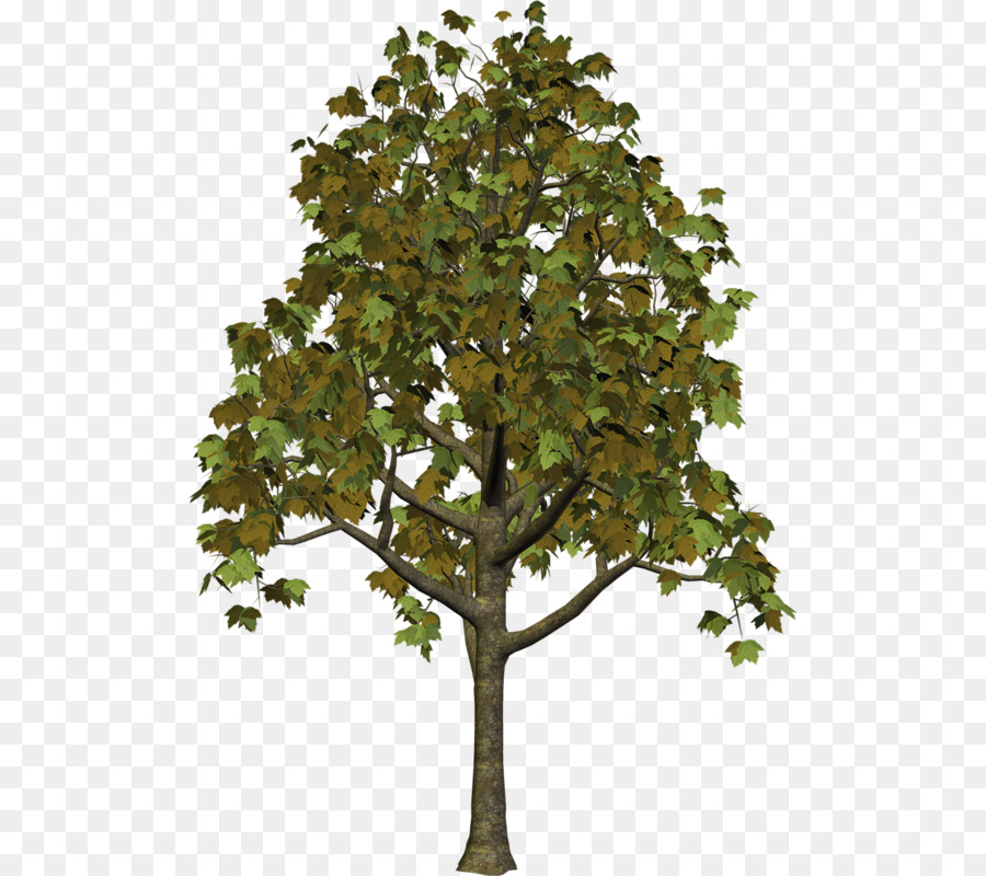 Arbre，Feuilles PNG