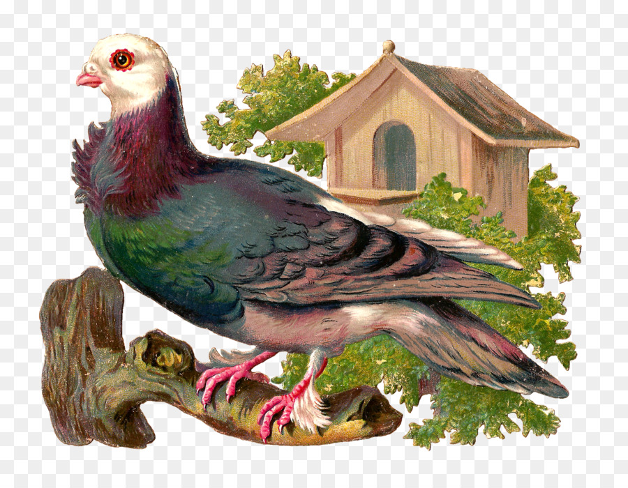 Oiseau，Nichoir PNG