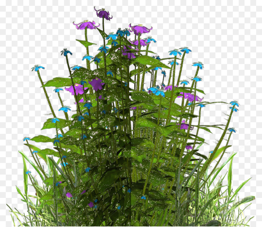 Fleurs Sauvages，Plantes PNG