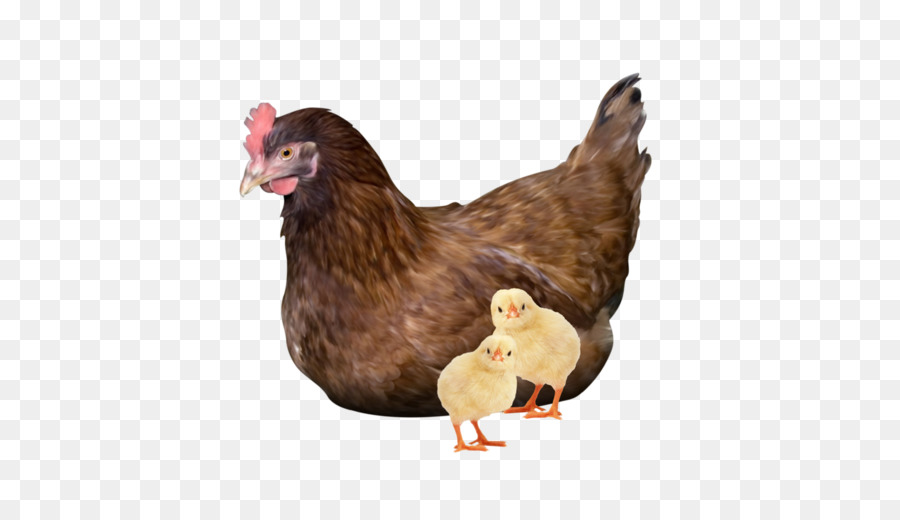 Poulet Et Poussin，Poule PNG