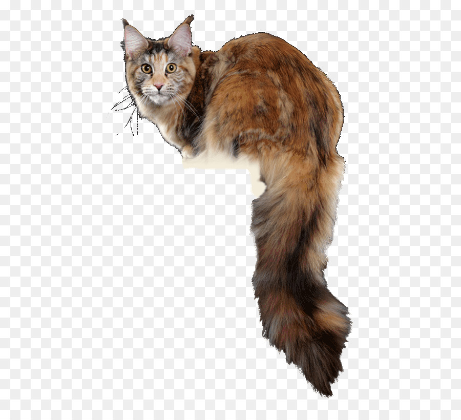 Le Maine Coon，Les Moustaches PNG