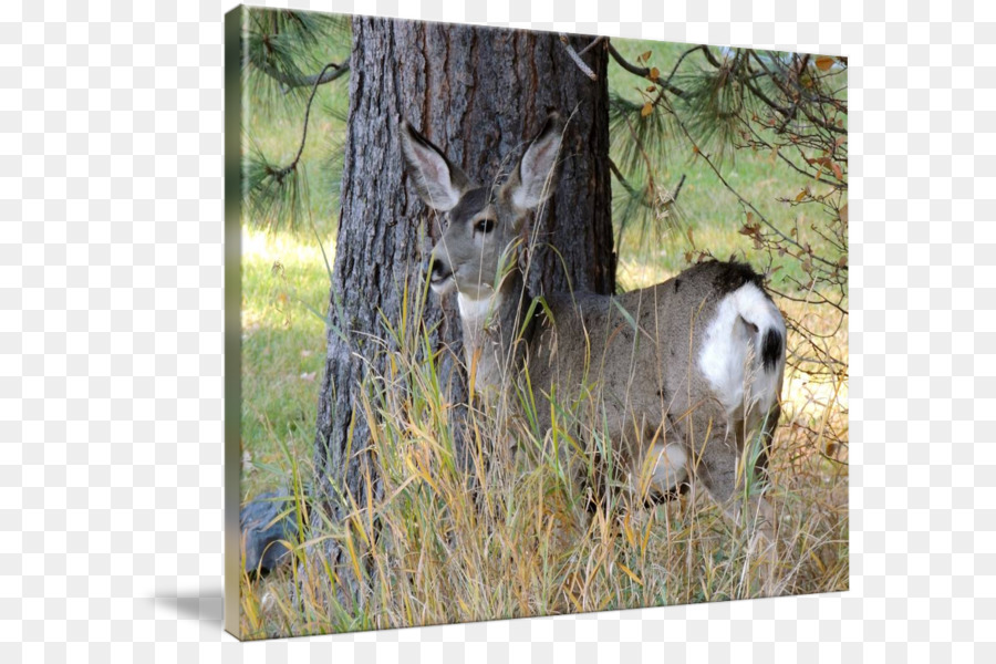 Whitetailed Cerf，Cerf PNG