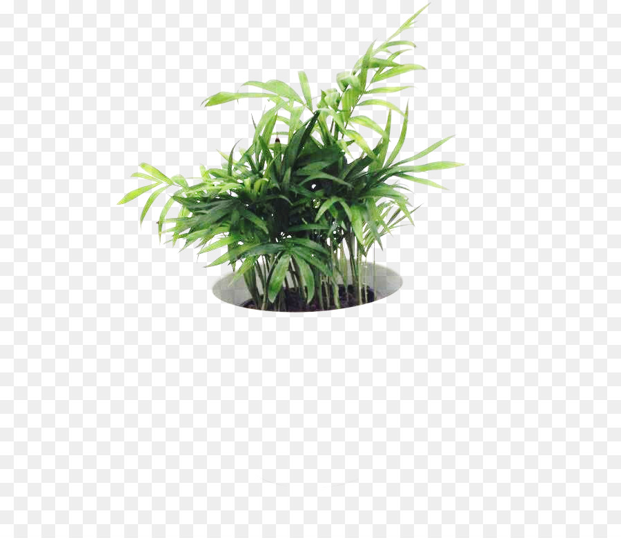 Plante En Pot，Verdure PNG