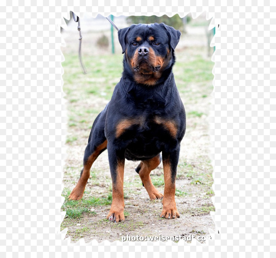 Chien Rottweiler，Animal De Compagnie PNG