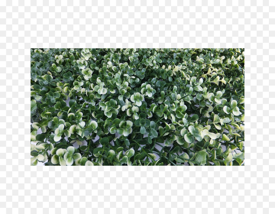 Verdure，Feuilles PNG