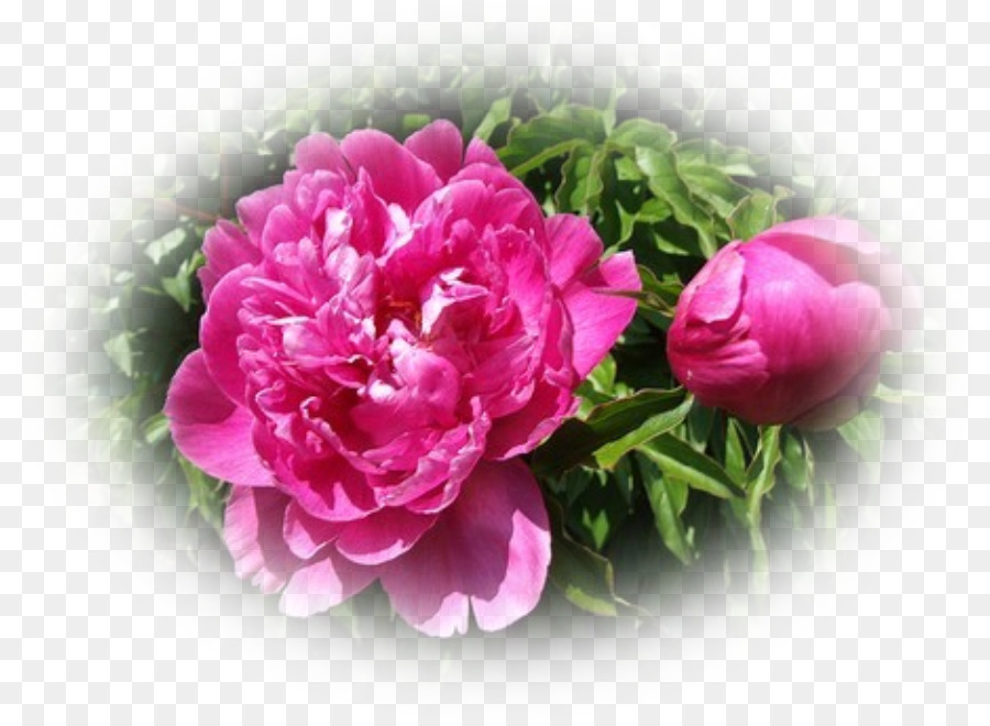 Roses Centifolia，Pivoine PNG