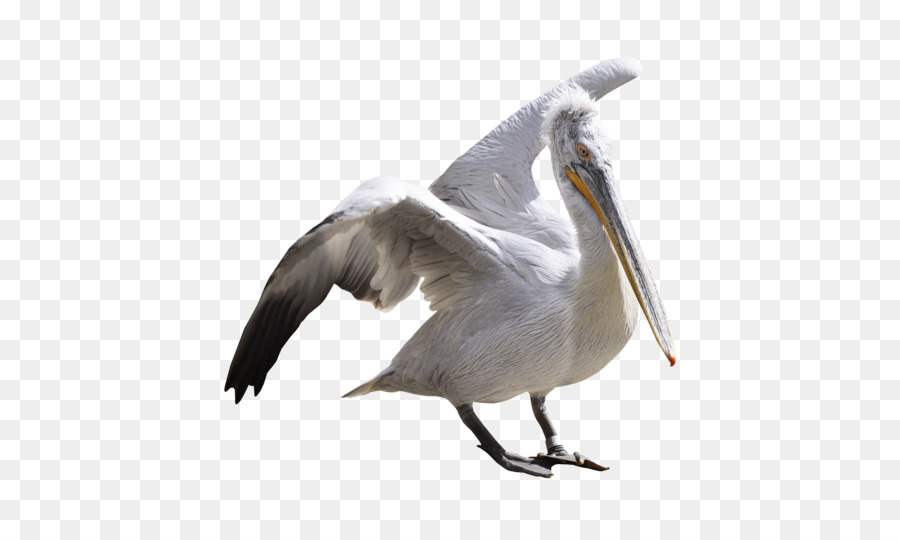 Pelican，Oiseau PNG