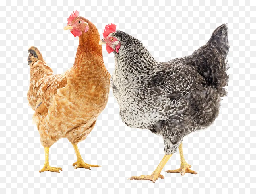 Poulets Blancs，Volaille PNG