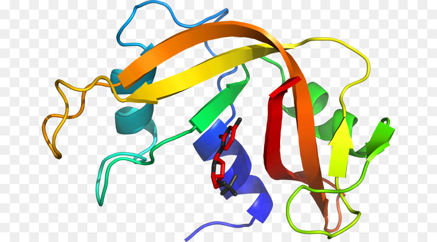 Structure Des Protéines，Molécule PNG