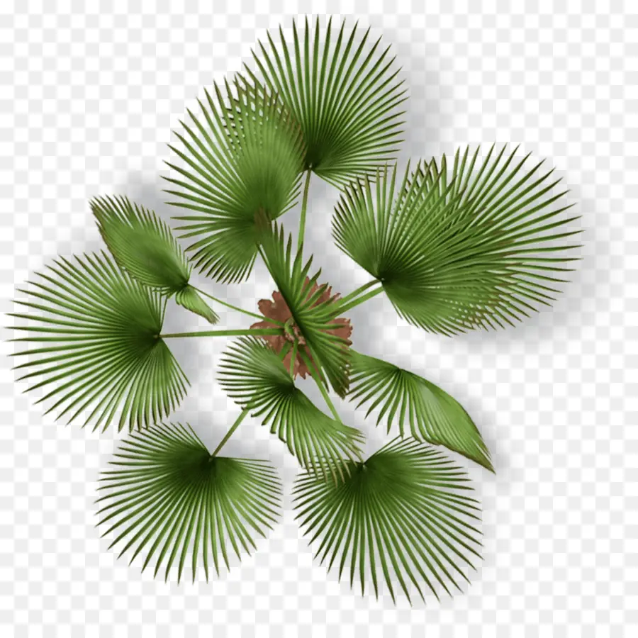 Feuilles De Palmier，Vert PNG