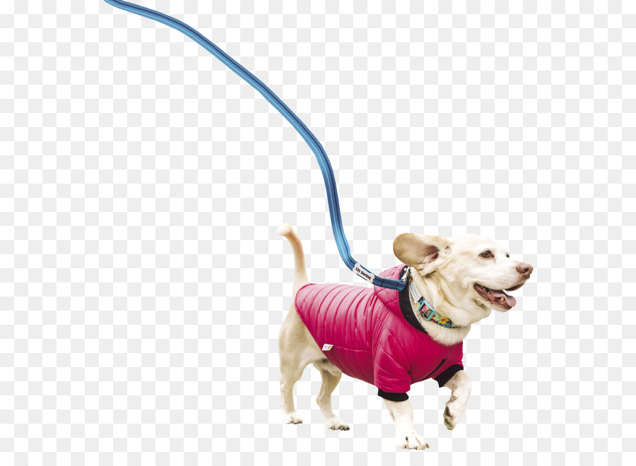 Chien Au Manteau Rose，Laisse PNG