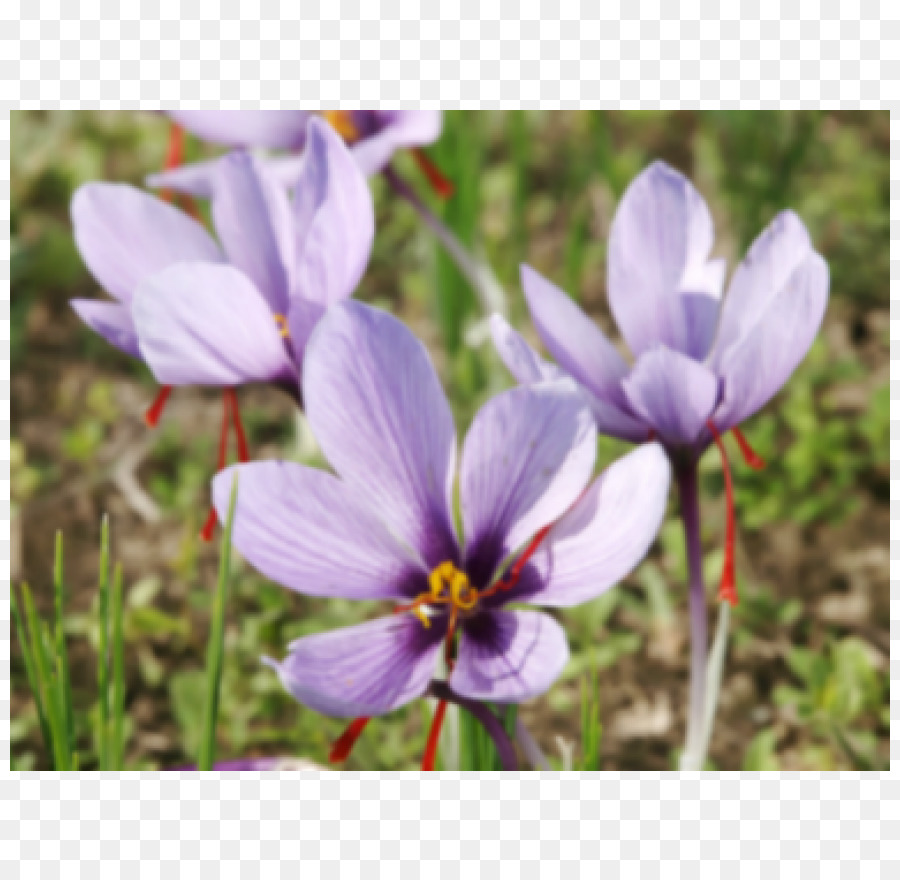 Crocus，Safran PNG